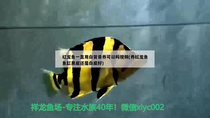 看看頭夠大不？ 黃金眼鏡蛇雷龍魚