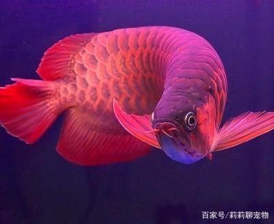 東莞二手魚缸回收電話多少錢（東莞二手魚缸回收電話多少錢?。? title=