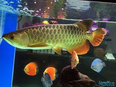 紅龍魚品牌等級劃分表最新圖片大全（-答：紅龍魚品牌等級劃分表最新圖片大全） 水族問答 第2張