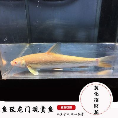 中國(guó)淡水觀賞魚（中國(guó)淡水觀賞魚排名） 和興紅龍