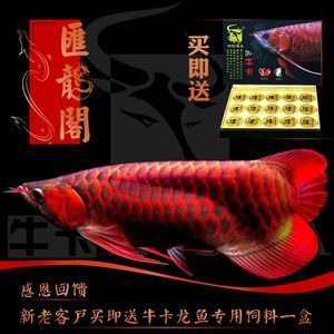 魚缸定做（魚缸定做和成品優(yōu)缺點）