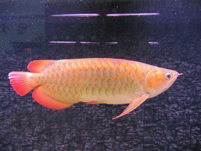 2米魚缸用多大殺菌燈好（2米魚缸用多大殺菌燈好呢）