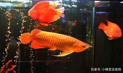 河源水族批發(fā)市場在哪里啊多少錢一個（河源水族批發(fā)市場在哪里啊多少錢一個平方）