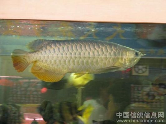 12米魚缸需要拉筋嗎（12米魚缸需要拉筋嗎視頻）