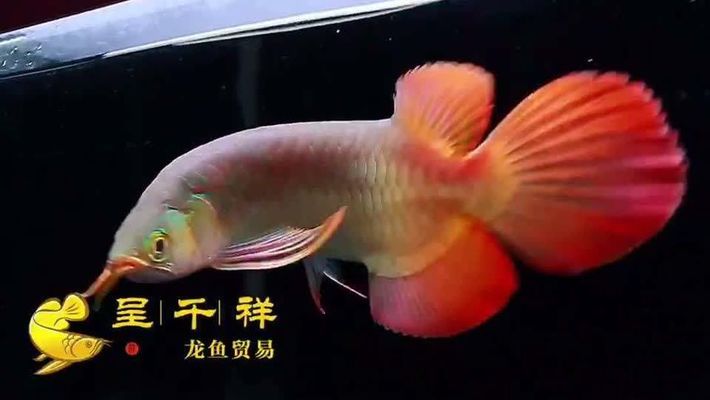 溫泉風(fēng)水魚(yú)水族店（溫泉附近的風(fēng)水怎樣）