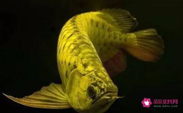 白色的銀龍魚（白色銀龍魚多少錢）