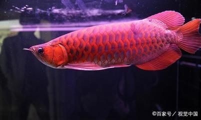 龍魚(yú)得腸炎主要表現(xiàn)在什么地方圖片（龍魚(yú)得腸炎主要表現(xiàn)在什么地方圖片） 龍魚(yú)疾病與治療