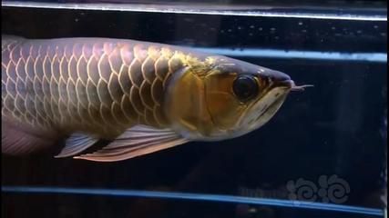 石家莊魚缸售后維護(hù)電話號(hào)碼查詢（石家莊魚缸售后維護(hù)電話號(hào)碼查詢地址） 其他品牌魚缸