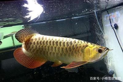 鮑魚是不是真正的魚：鮑魚算真正的魚嗎