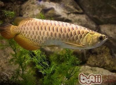 錯(cuò)失一條好魚