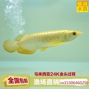 龍魚在魚缸角落不動（龍魚在魚缸角落不動怎么回事）