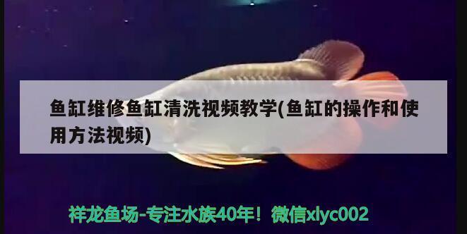 火氣倒是大了撞的魚缸碰碰響 黃金河虎魚