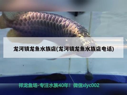 安庆龙鱼水族店：安庆市龙鱼水族店