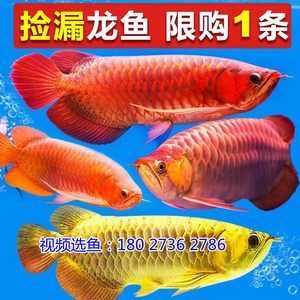 伊寧市博洋水族館：伊寧市博洋水族館電話 全國水族館企業(yè)名錄