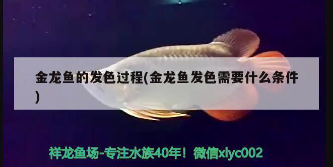 錦鯉魚缸里放什么水草（錦鯉魚缸里放什么水草好）