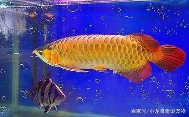 家樂(lè)廚魚(yú)缸安裝方法圖片大全 水族問(wèn)答