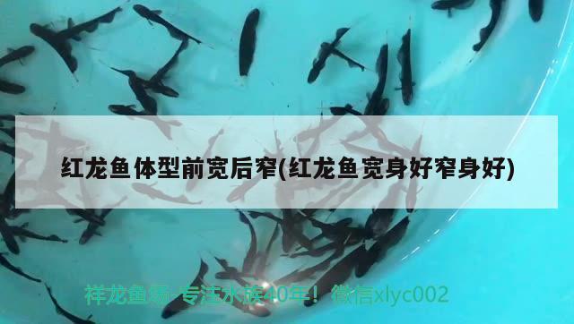 紅龍魚前寬后窄了怎么調整：-紅龍魚前寬后窄的體型問題調整 紅龍魚百科 第4張