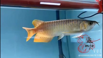 福州水族批发市场（福州水族批发市场vs祥龙鱼场）