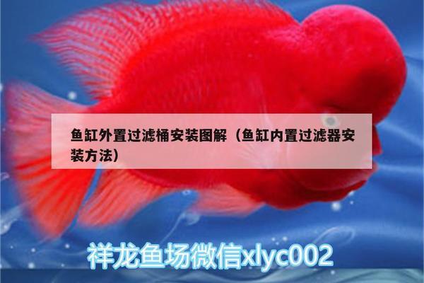 揚州水族批發(fā)市場在哪里進貨的（揚州水族批發(fā)市場在哪里進貨的?。? title=