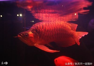 洛陽市西工區(qū)鴻運(yùn)水族館（洛陽市西工區(qū)鴻運(yùn)水族館電話） 全國(guó)水族館企業(yè)名錄