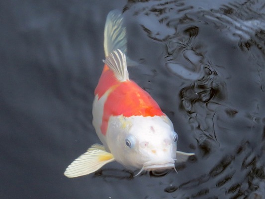 黑龍江大發(fā)國際貿(mào)易有限公司金海水族館（黑龍江大發(fā)國際集團(tuán)）