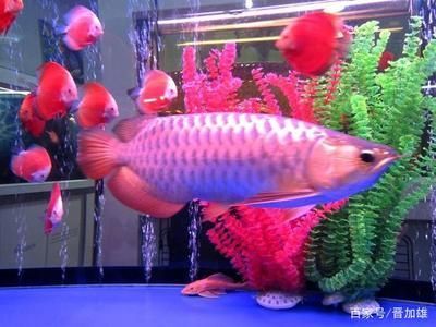 東莞水族批發(fā)市場有哪些魚類價(jià)格表 水族問答 第2張