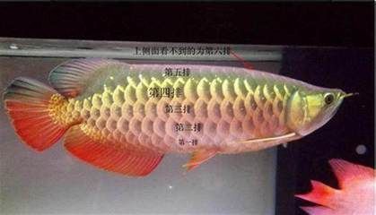 金龍魚擺件魚嘴朝向門好不好（魚嘴朝里還是朝外招財）