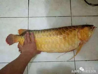 咸寧觀賞魚市場關(guān)于金花羅漢魚濾材的問題 觀賞魚市場（混養(yǎng)魚）