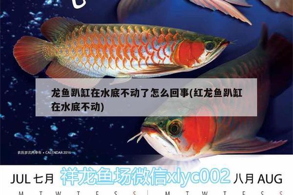 5厘米左右的狗頭魚喂什么好