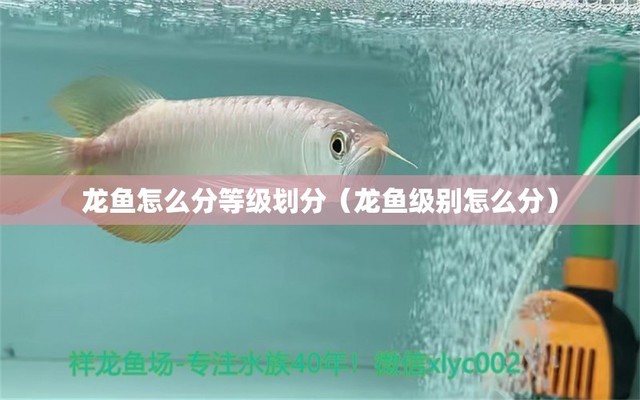 霸氣金龍魚手機(jī)壁紙(霸氣的金龍頭像)