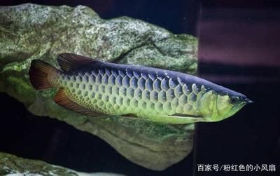 水族品牌起名大全：著名水族品牌