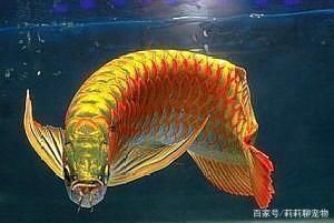 觀賞魚什么季節(jié)繁殖（觀賞魚什么季節(jié)繁殖最好）