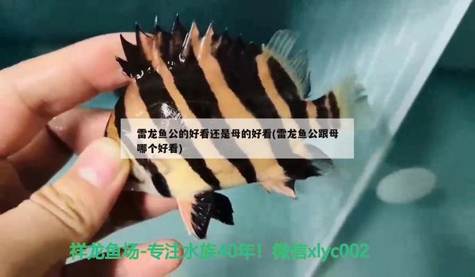 荊門市商迪觀賞魚養(yǎng)殖專業(yè)合作社（荊門市商迪觀賞魚養(yǎng)殖專業(yè)合作社地址）