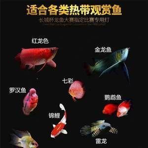 魚缸鋪底砂養(yǎng)什么魚好（魚缸鋪底砂養(yǎng)什么魚好呢）