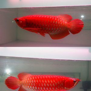 可淘氣（KETAOQI）魚缸 魚缸百科