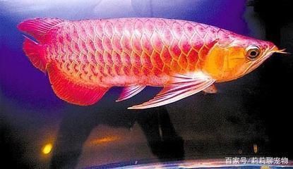 大洼縣李剛珍愛(ài)水族宮（大洼縣李剛珍愛(ài)水族宮地址）