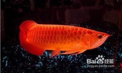 魚(yú)缸過(guò)濾器為什么一會(huì)停一下（魚(yú)缸過(guò)濾器為什么一會(huì)停一下呢）