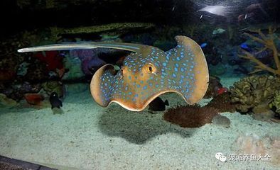 靈璧縣靈城森森水族店（靈璧縣靈城森森水族店電話）