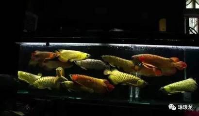 魚缸用品批發(fā)廠家直銷網(wǎng)（魚缸用品批發(fā)廠家直銷網(wǎng)站）