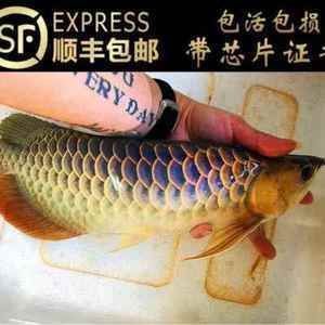 龍魚常見品種有哪些種類的圖片大全（龍魚常見品種有哪些種類的圖片大全大圖）