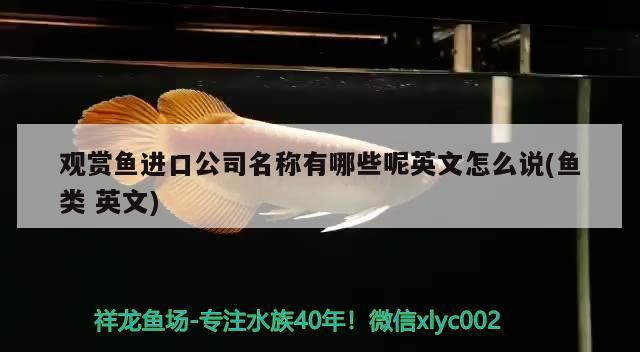 龍魚平時喂養(yǎng)什么食物最好呢（龍魚平時喂養(yǎng)什么食物最好呢視頻）