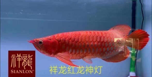 聊城魚缸定制電話多少號碼（聊城魚缸清洗保養(yǎng)電話）