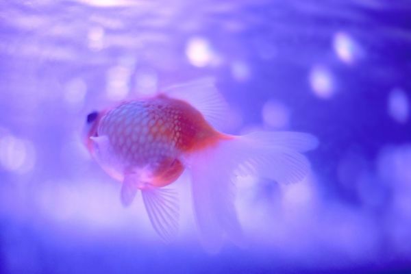 牡丹江市光华花鸟鱼批发市场龙燕水族馆（牡丹江最大花鸟鱼市场）