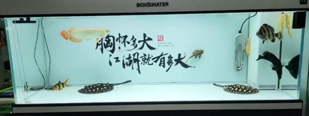 紅龍魚多長時間喂一次飼料好（紅龍魚多長時間喂一次飼料好呢）