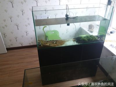 金龍魚資金專員（金龍魚資金流入）