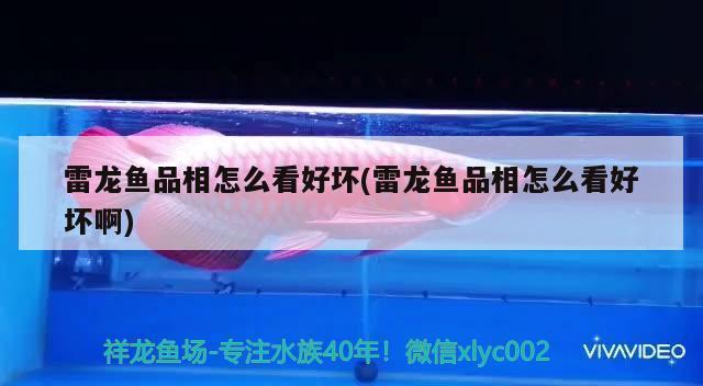 觀賞魚直播間怎么進(jìn)去 水族問答 第2張