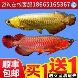 魚(yú)缸水泵品牌前十名：靜音魚(yú)缸水泵最新排行榜前10名