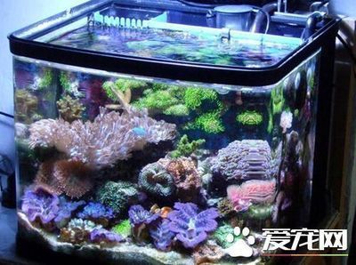 泉州水族館（泉州水族館批發(fā)市場(chǎng)）