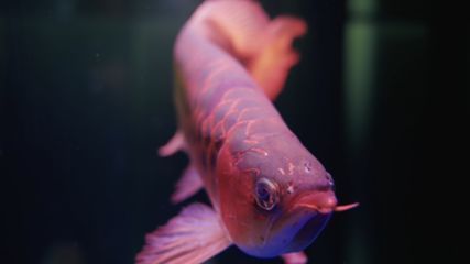 通遼市科爾沁區(qū)向陽(yáng)大街四海水族館