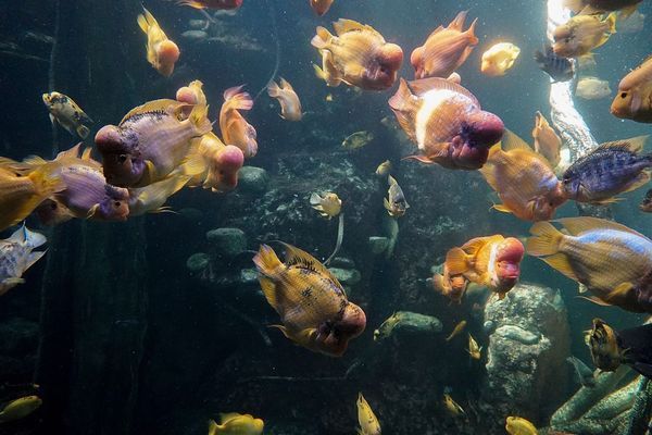 自制魚缸氧氣制作方法（自制魚缸氧氣制作方法視頻）